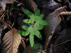 Photo By: Stephen M. Young. Photo taken: Saratoga County, NY on 3 November 2004